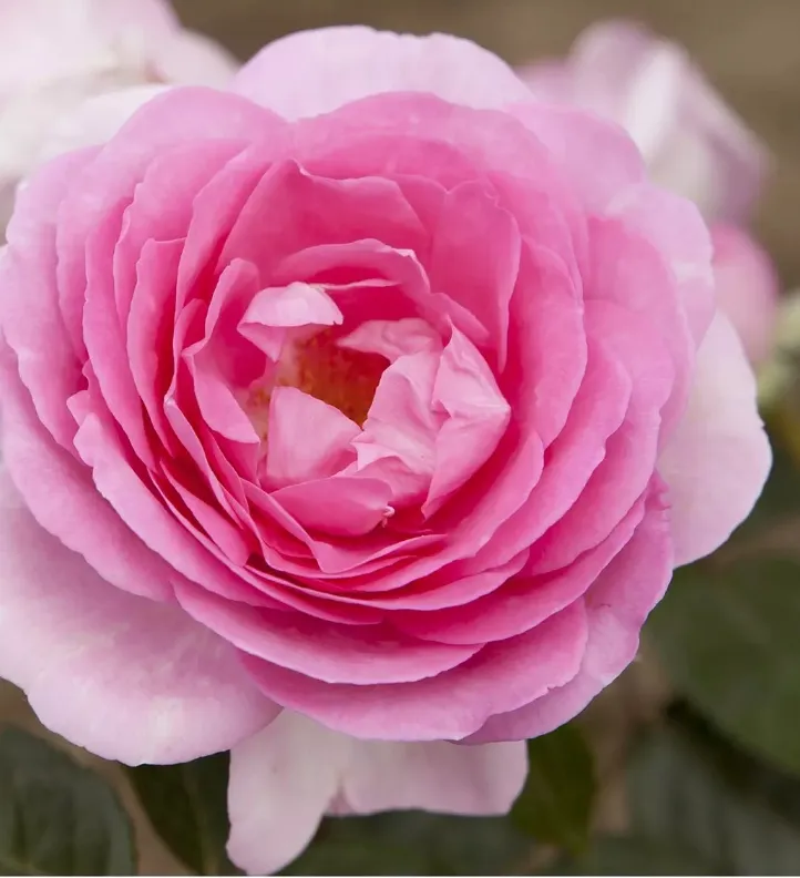 beautiful pink rose