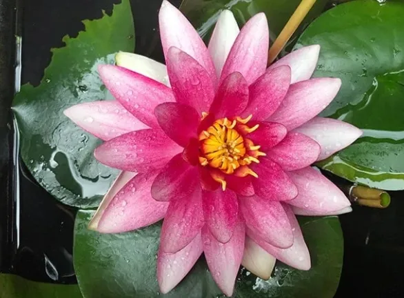 Apicture of a pink water lily